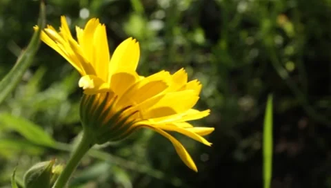 MVI 1289 Stock Footage 8650572