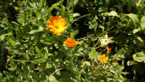 MVI 1291 Stock Footage 8650649