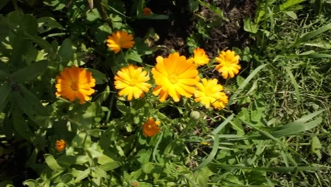 MVI 1292 Stock Footage 8650562