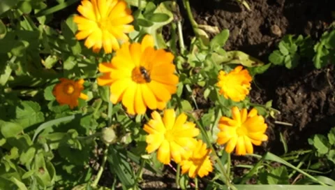 MVI 1293 Stock Footage 8650579