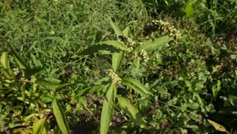 MVI 1294 Stock Footage 8650475