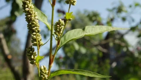 MVI 1296 Stock Footage 8650731