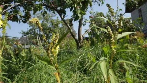 MVI 1298 Stock-Footage 8650569