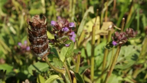 MVI 1301 Stock Footage 8650578