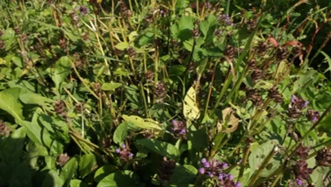 MVI 1302 Stock Footage 8650592