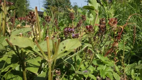 MVI 1303 Stock Footage 8650613