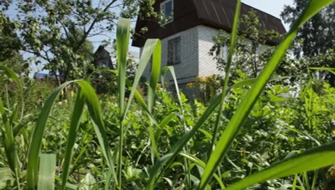 MVI 1304 Stock Footage 8650600