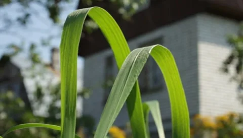 MVI 1305 Stock-Footage 8650602