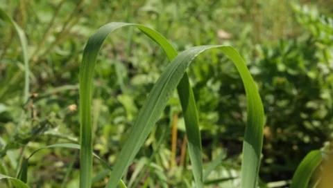 MVI 1306 Stock-Footage 8650567