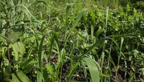 MVI 1307 Stock Footage 8650511