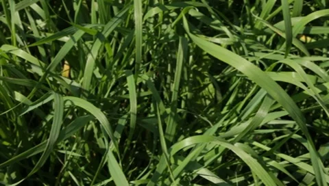 MVI 1309 Stock Footage 8650688