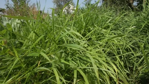 MVI 1310 Stock Footage 8650422