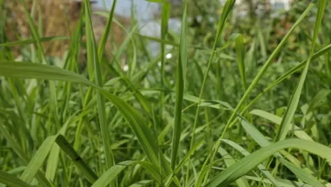 MVI 1311 Stock Footage 8650589