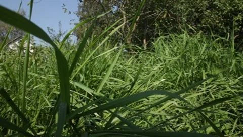 MVI 1312 Stock Footage 8650587