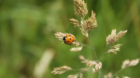 MVI 1368 Stock Footage