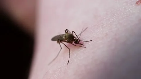 MVI 1378 Stock Footage 130875561