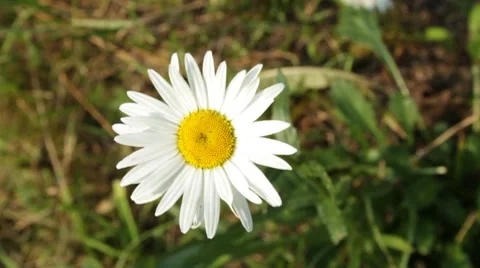 MVI 1435 Stock Footage 8650635