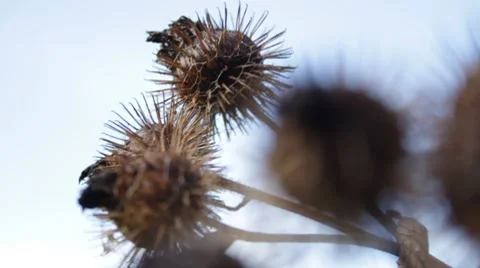 MVI 1574 Stock Footage 8650276