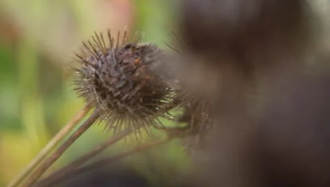 MVI 1575 Stock Footage 8650292