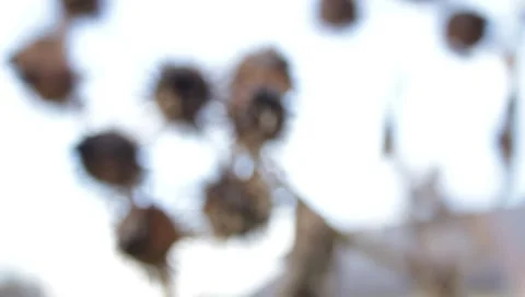 MVI 1576 Stock Footage 8650171