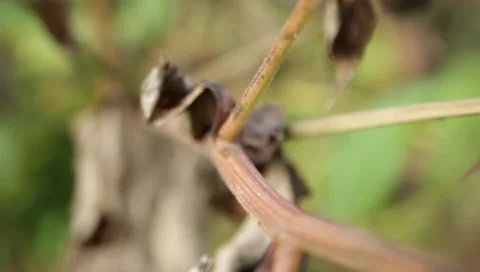 MVI 1577 Stock Footage 8650146