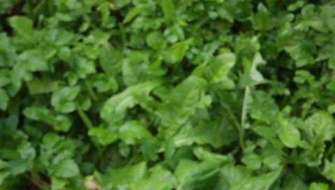 MVI 1579 Stock Footage 8650162