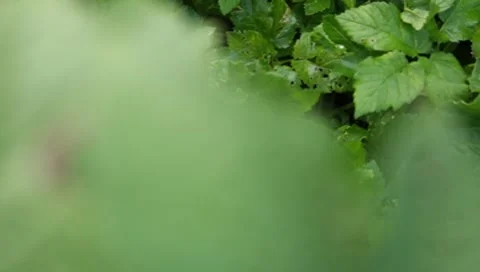 MVI 1580 Stock Footage 8650140