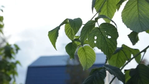 MVI 1585 Stock Footage 8650234