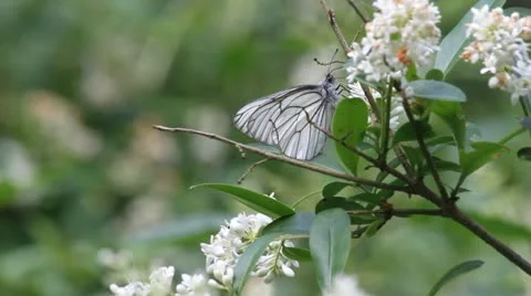 MVI 1585 Stock Footage 11624796