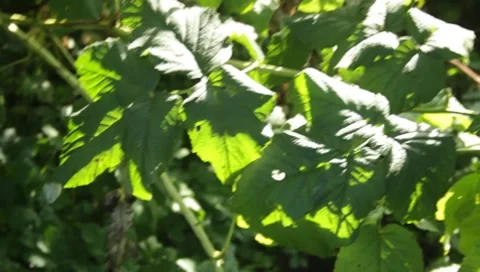 MVI 1590 Stock Footage 8650133