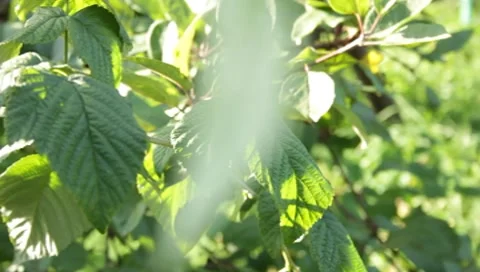 MVI 1591 Stock-Footage 8650320