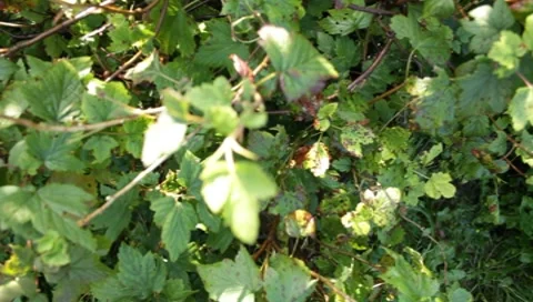 MVI 1597 Stock Footage 8650220