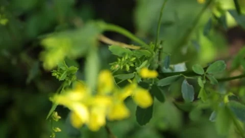 MVI 1605 Stock-Footage 8650160