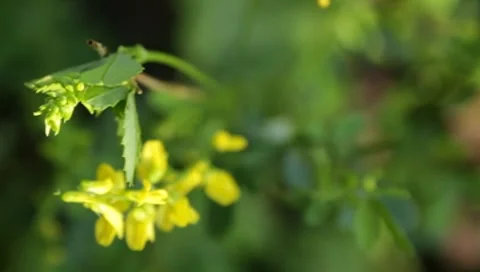 MVI 1606 Stock Footage 8650266