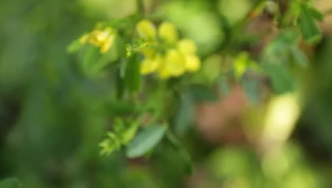 MVI 1607 Stock Footage 8650175