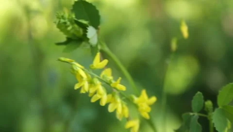 MVI 1611 Stock Footage 8650282