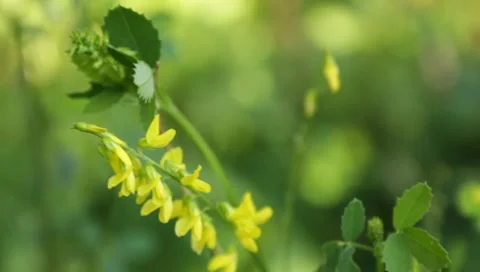 MVI 1612 Stock Footage 8650190