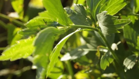 MVI 1616 Stock Footage 8650380