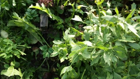 MVI 1617 Stock Footage 8650268