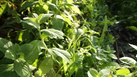 MVI 1618 Stock Footage 8650135