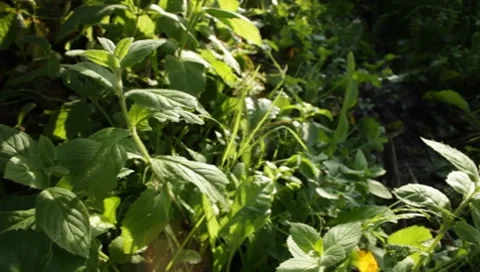 MVI 1619 Stock Footage 8650194