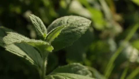 MVI 1622 Stock Footage 8650150