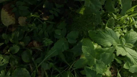 MVI 1623 Stock Footage 8650253