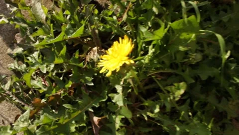 MVI 1624 Stock Footage 8650181