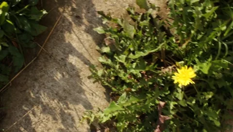 MVI 1625 Stock Footage 8650245