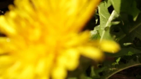 MVI 1626 Stock Footage 8650377