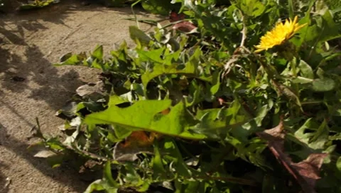 MVI 1628 Stock Footage 8650137