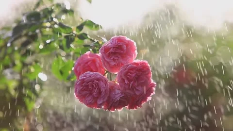 MVI 1628 Stock Footage 217374136