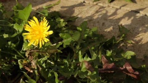 MVI 1630 Stock Footage 8650157