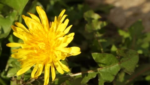 MVI 1631 Stock Footage 8650139